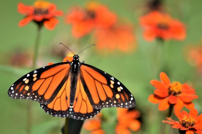 orange-monarch-butterfly-nominated_t20_a794ox