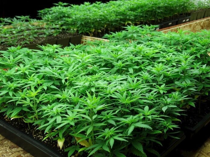 700700p718EDNmainimg-HEMP1