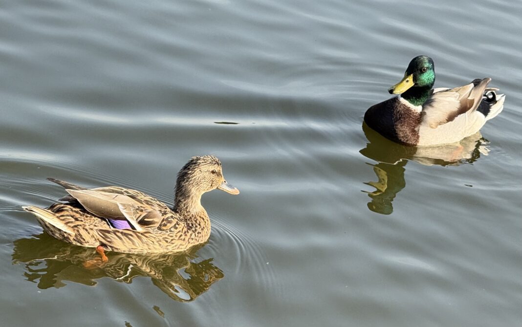 Aurora Police Alert Expect Gunfire Sounds as Duck Hunting Season Opens