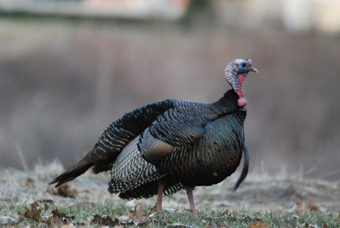 IDNR wild turkey