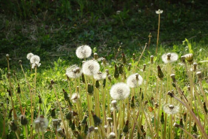 weed killer spraying