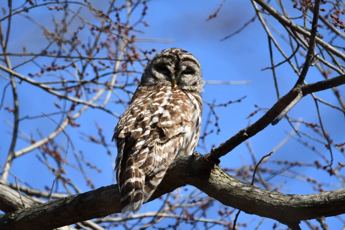 thumbnail_Owl Glenn_P_Knoblock