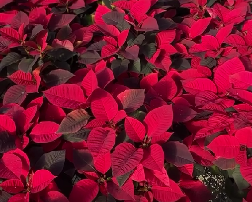 Screenshot 2025-11-17 180643