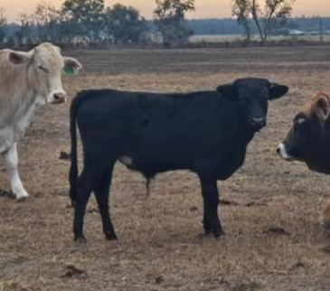 Screenshot 2025-12-29 150903