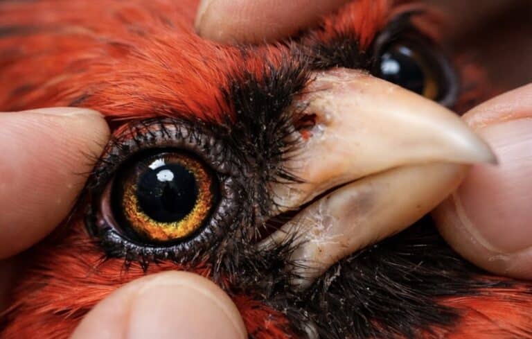 Kentucky Homeowner Safety Alert: Dead Birds, Snow Melt, and What to Know in Louisville and Lexington