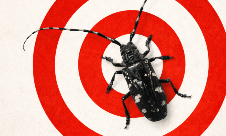 Hartford Connecticut Nature Alert: Kill-On-Sight Beetle Threatens Trees at Bushnell Park This Spring